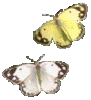 2_schmetterlinge.gif