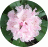 web.frÃ¼her rhododendron, mittelgroÃŸ.gif