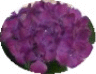 daggis wohnzimmerblume.gif