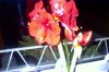 imag0008.jpg