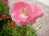 web. mohnblume, rosa, groÃŸ.jpg