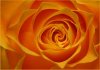 orangerose kl.jpg