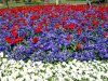 blumenpracht.jpg