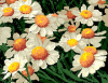 821smilies blumen.gif