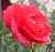 web. rose.jpg
