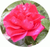 web. rose im regen, mittelgroÃŸ.gif