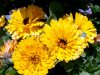ringelblumen.jpg