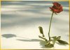 rose3.jpg