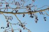 knospen.jpg