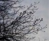 web. baum im mÃ¤rz.jpg