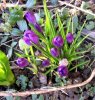 0004 krokusse.jpg