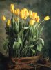 blume, gelbe tulpen korb.jpg