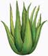 aloe_pflanze.jpg