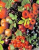 beeren.jpg
