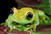 frosch668