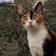 Nefelis