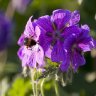 Hummel59