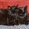 Schmusekatze