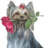 Stachel-Rose