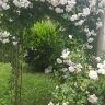 Lavierose