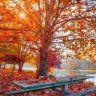 autumnlady