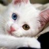 stray cat