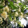 tilia