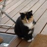 Katzenfreund