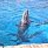 Dolphin13