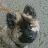 Isabeau