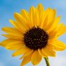 Sonnenblume89