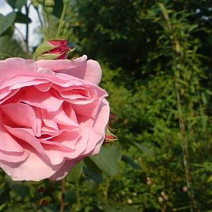 Meine schönsten Blumenkinder aus dem Garten.