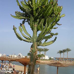 marriothotel hurgada.