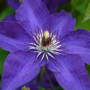 k clematis