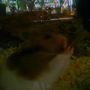 meine Hamster