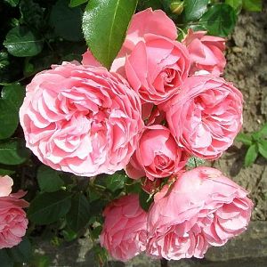 Neue Rosen