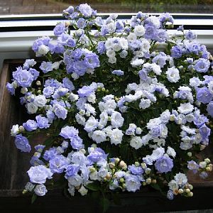 Blumen vorm Fenster