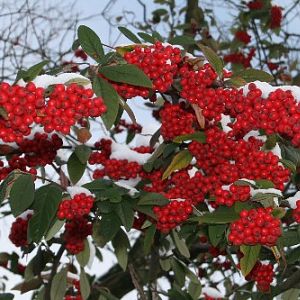 Advents- und Weihnachtszeit