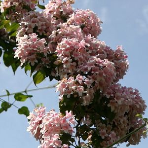 Frühling 042