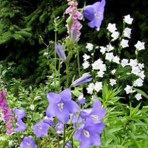 Glockenblumenwiese 291X391