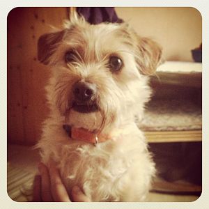 Mein herziges Wuffi <3