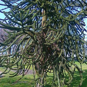 UngewÃ¶hnlicher Baum