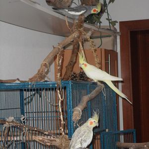 KÃ¤fig und Spielplatz innen