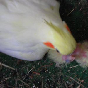SAM 4284