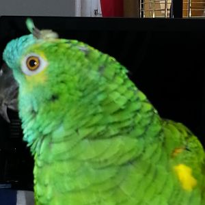 Jojo