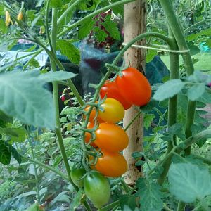 Tomate