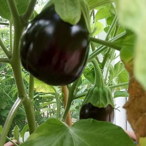 Aubergine