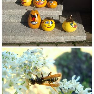 DSC01178-COLLAGE