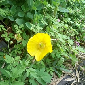 Waldscheinmohn