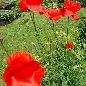 Klatschmohn